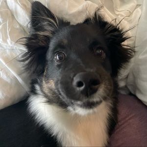 Meet your Posher, Savannah